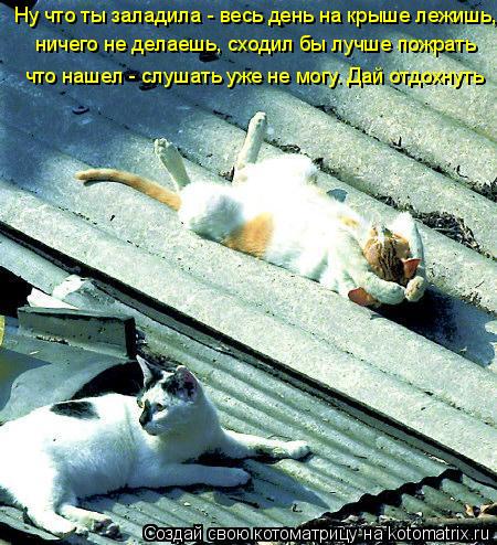 Котоматрица: ничего не делаешь, сходил бы лучше пожрать что нашел - слушать уже не могу. Дай отдохнуть Ну что ты заладила - весь день на крыше лежишь,