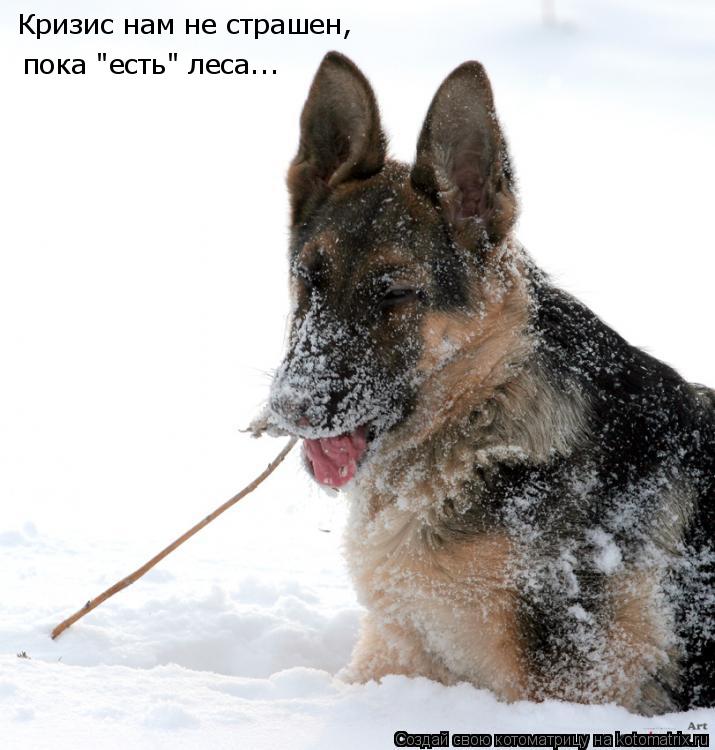 Котоматрица: Кризис нам не страшен, пока "есть" леса...
