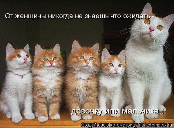 Котоматрица: От женщины никогда не знаешь что ожидать -    девочку или мальчика...