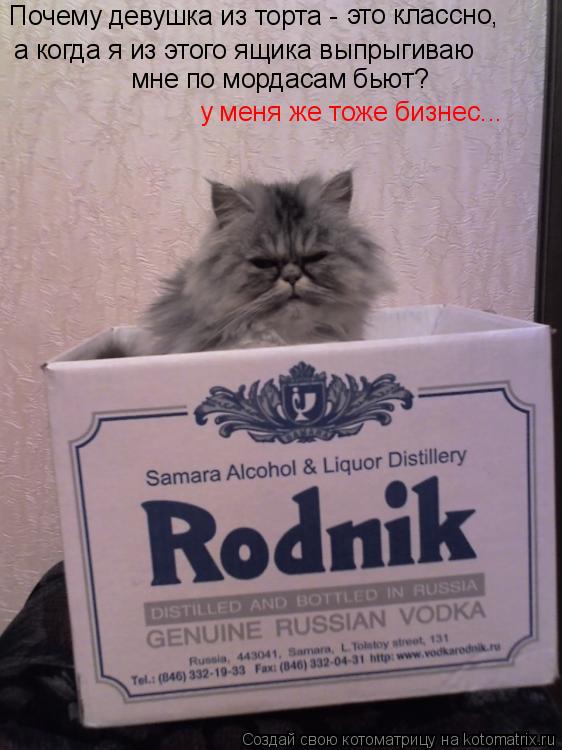 Котоматрица: Почему девушка из торта -  это классно, а когда я из этого ящика выпрыгиваю у меня же тоже бизнес...  мне по мордасам бьют?