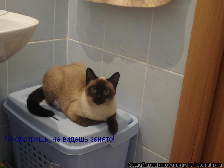 Котоматрица: Чё смотришь, не видешь занято!