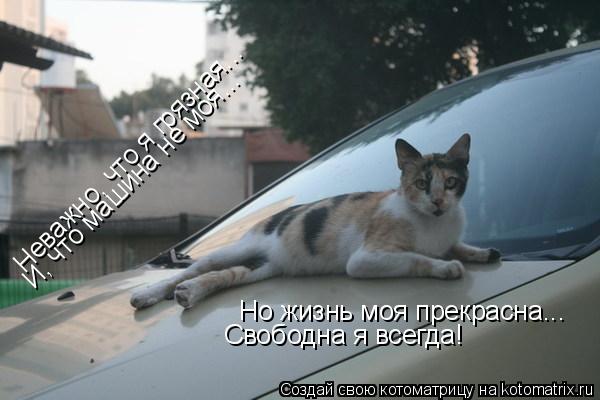Неважно, что я грязная... И, что машина не моя... Но жизнь моя прекрасна... Свободна я всегда!... Котоматрица: Неважно, что я грязная... И, что машина не моя... Но жизнь моя прекрасна... Свободна я всегда!