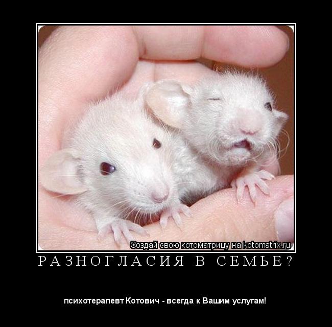 Котоматрица: Р А З Н О Г Л А С И Я   В   С Е М Ь Е ? 