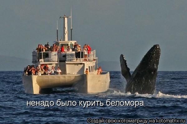 ненадо было курить беломора... Котоматрица: ненадо было курить беломора
