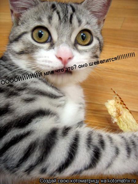 Котоматрица: ООООЙЙЙЙЙЙ мля что это? оно шевелится!!!!!!!!!!