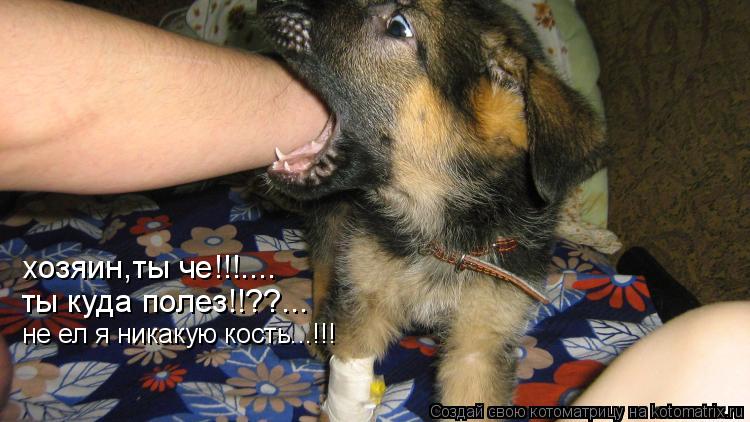 хозяин,ты че!!!.... ты куда полез!!??... не ел я никакую кость...!!!... Котоматрица: хозяин,ты че!!!.... ты куда полез!!??... не ел я никакую кость...!!!