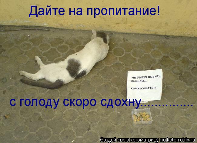 Котоматрица: Дайте на пропитание! с голоду скоро сдохну...............