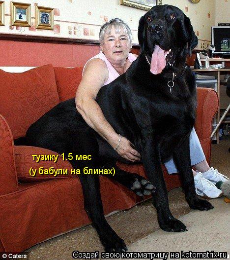 Котоматрица: тузику 1.5 мес (у бабули на блинах)