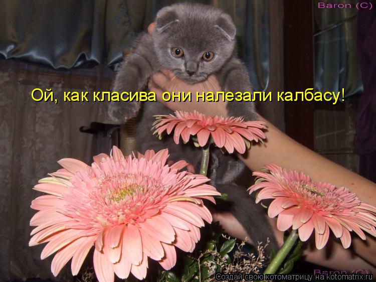 Котоматрица: Ой, как класива они налезали калбасу!