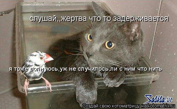 Котоматрица: слушай,,жертва что то задерживается я тоже волнуюсь,уж не случилось,ли с ним что нить