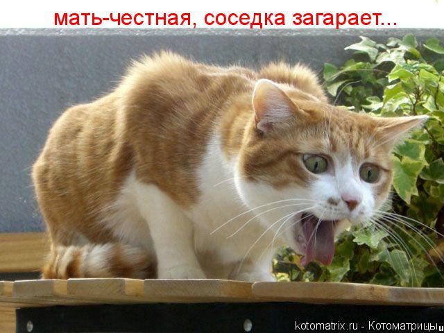 Котоматрица: мать-честная, соседка загарает...