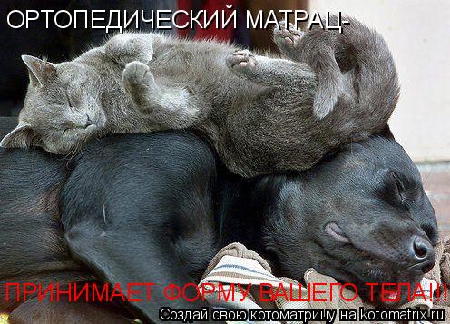 Котоматрица: ОРТОПЕДИЧЕСКИЙ МАТРАЦ- ПРИНИМАЕТ ФОРМУ ВАШЕГО ТЕЛА!!!