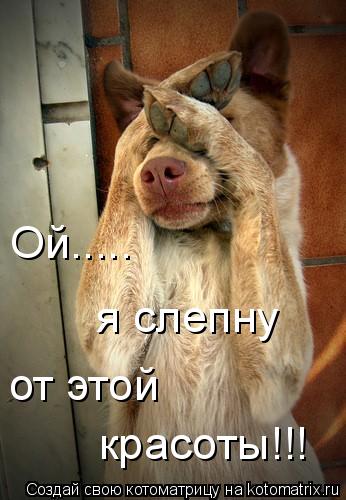 Котоматрица: Ой..... я слепну от этой красоты!!!