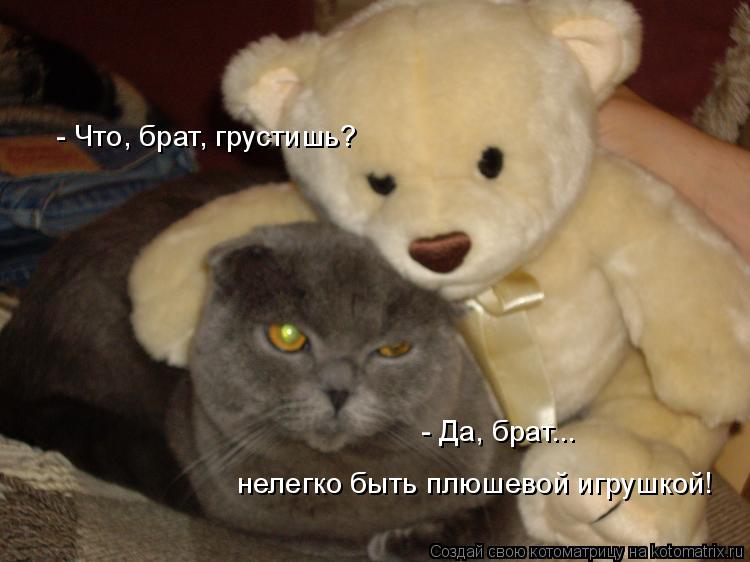 Котоматрица: - Что, брат, грустишь?  - Да, брат... нелегко быть плюшевой игрушкой!