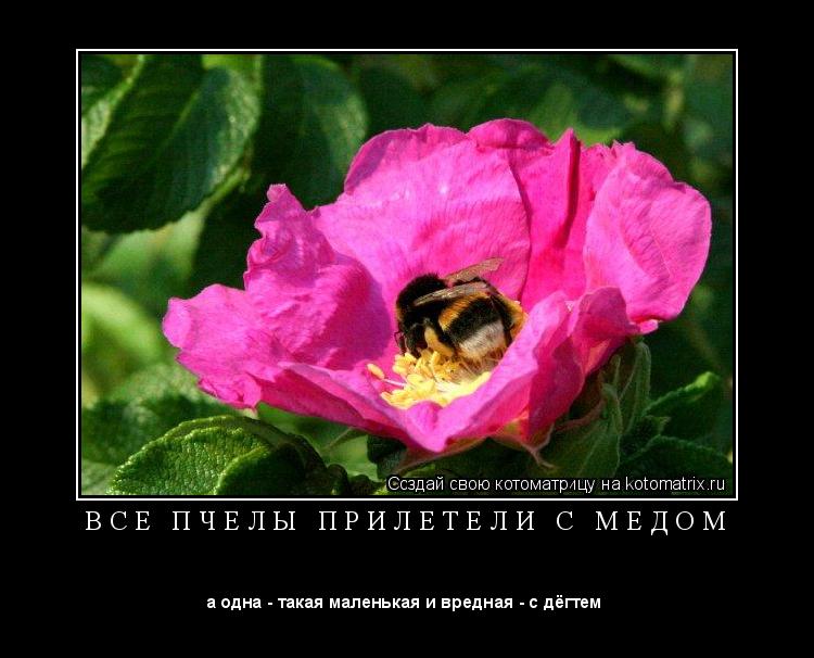 Котоматрица: В С Е   П Ч Е Л Ы   П Р И Л Е Т Е Л И   С   М Е Д О М 
