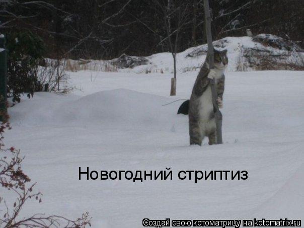 Котоматрица: Новогодний стриптиз