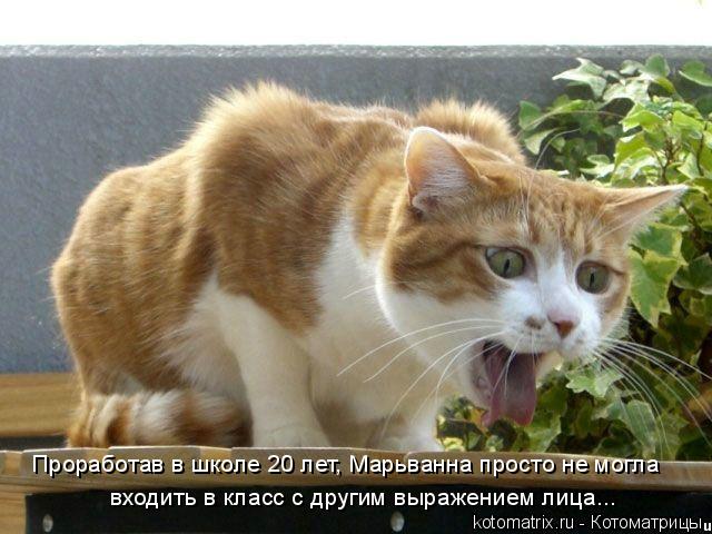 Котоматрица: Проработав в школе 20 лет, Марьванна просто не могла входить в класс с другим выражением лица...