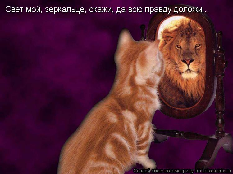Свет мой, зеркальце, скажи, да всю правду доложи...... Котоматрица: Свет мой, зеркальце, скажи, да всю правду доложи...