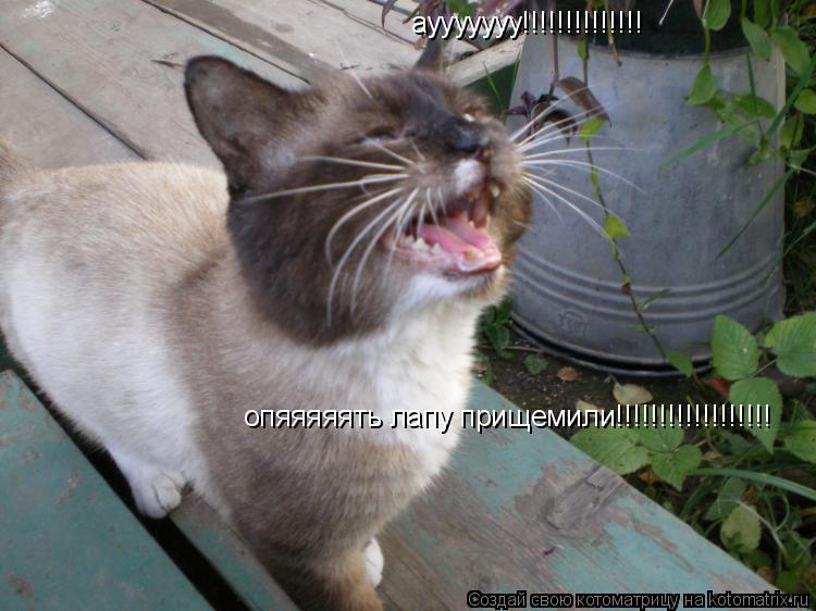 Котоматрица: аууууууу!!!!!!!!!!!!!! опяяяяять лапу прищемили!!!!!!!!!!!!!!!!!!