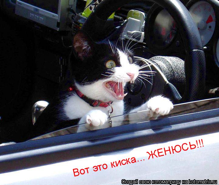 Котоматрица: Вот это киска... ЖЕНЮСЬ!!!