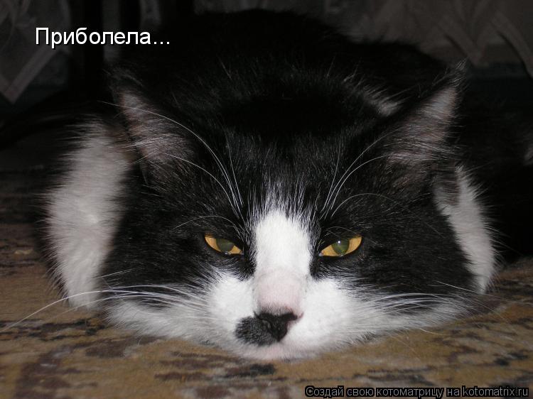 Приболела...... Котоматрица: Приболела...