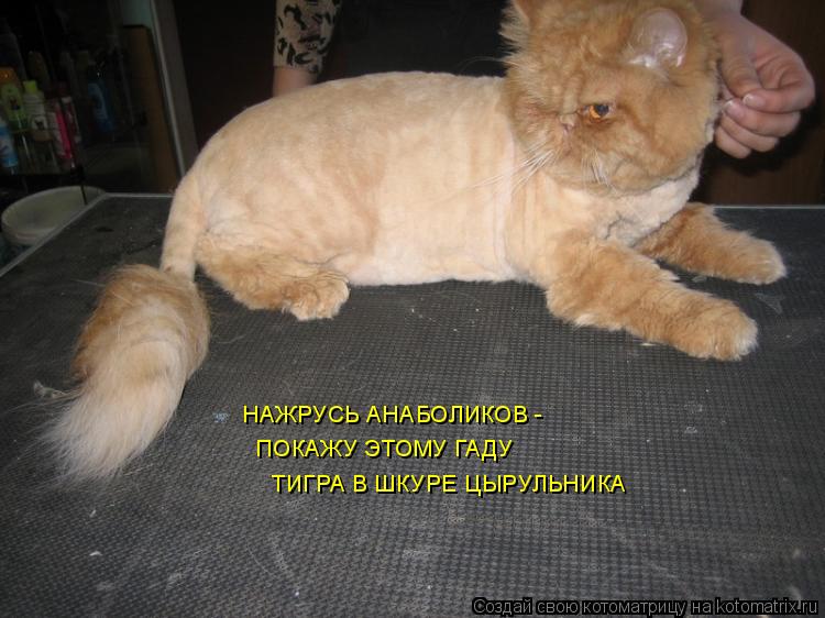 НАЖРУСЬ АНАБОЛИКОВ - ПОКАЖУ ЭТОМУ ГАДУ ТИГРА В ШКУРЕ ЦЫРУЛЬНИКА... Котоматрица: НАЖРУСЬ АНАБОЛИКОВ - ПОКАЖУ ЭТОМУ ГАДУ ТИГРА В ШКУРЕ ЦЫРУЛЬНИКА