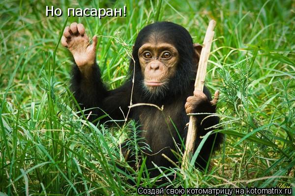 Котоматрица: Но пасаран!