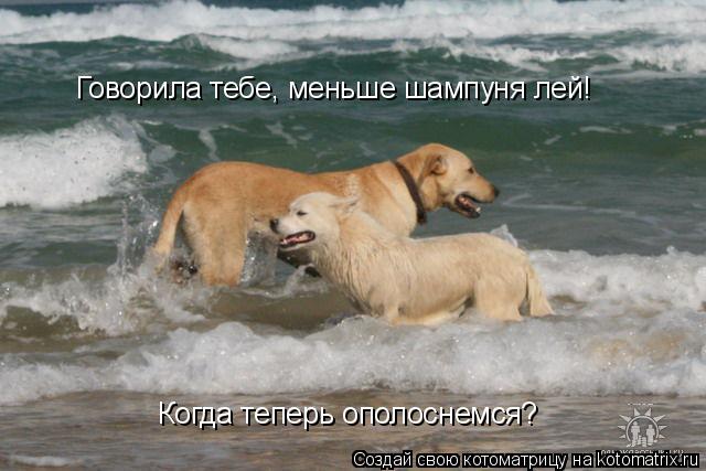 Говорила тебе, меньше шампуня лей! Когда теперь ополоснемся?... Котоматрица: Говорила тебе, меньше шампуня лей! Когда теперь ополоснемся?