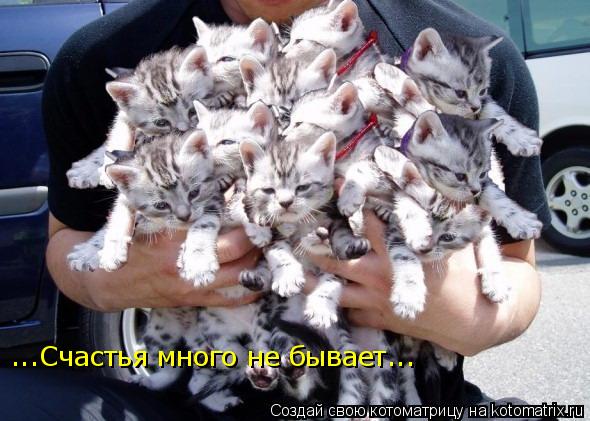 ...Счастья много не бывает...... Котоматрица: ...Счастья много не бывает...