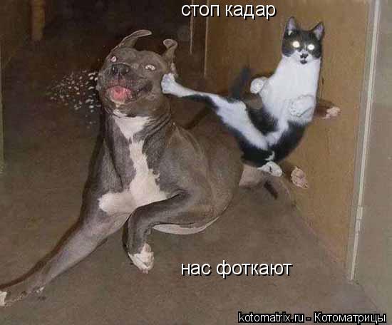 стоп кадар нас фоткают... Котоматрица: стоп кадар нас фоткают