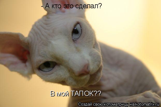 Котоматрица: - А кто это сделал? В мой ТАПОК??