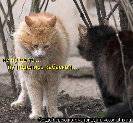 Котоматрица: не ну цё ты...  ну поделись кабаской....