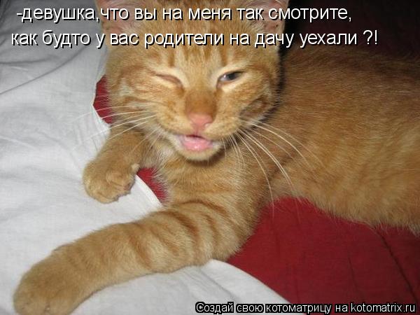 Котоматрица: -девушка,что вы на меня так смотрите, как будто у вас родители на дачу уехали ?!
