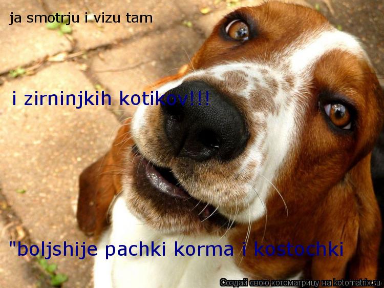 Котоматрица: ja smotrju i vizu tam  "boljshije pachki korma i kostochki  i zirninjkih kotikov!!!