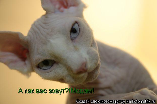 А как вас зовут?!Модам!... Котоматрица: А как вас зовут?!Модам!