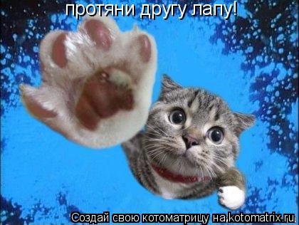 Котоматрица: протяни другу лапу!