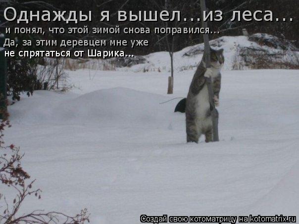 Котоматрица: Однажды я вышел...из леса... и понял, что этой зимой снова поправился... Да, за этим деревцем мне уже не спрятаться от Шарика...