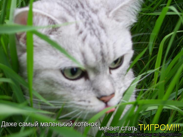 Даже самый маленький котёнок мечает стать ТИГРОМ!!!... Котоматрица: Даже самый маленький котёнок мечает стать ТИГРОМ!!!