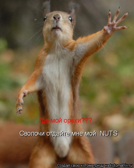 Котоматрица: Сволочи отдайте мне мой  NUTS Где мой орехи???