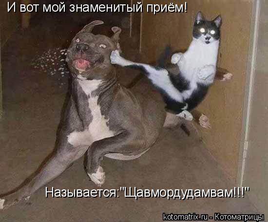 Котоматрица: И вот мой знаменитый приём! Называется:"Щавмордудамвам!!!"