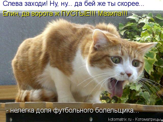 Котоматрица: Слева заходи! Ну, ну... да бей же ты скорее... - нелегка доля футбольного болельщика... Блин, да ворота ж ПУСТЫЕ!!! Мазила!!!