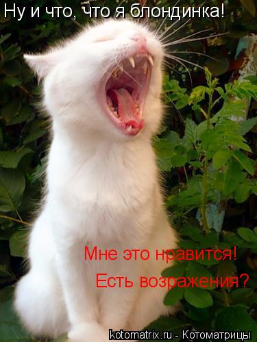 Ну и что, что я блондинка! Мне это нравится! Есть возражения?... Котоматрица: Ну и что, что я блондинка! Мне это нравится! Есть возражения?