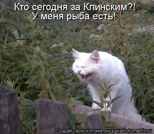 Котоматрица: Кто сегодня за Клинским?! У меня рыба есть!