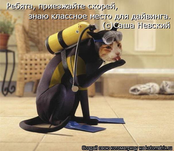 Котоматрица: Ребята, приезжайте скорей, знаю классное место для дайвинга. (с)Саша Невский