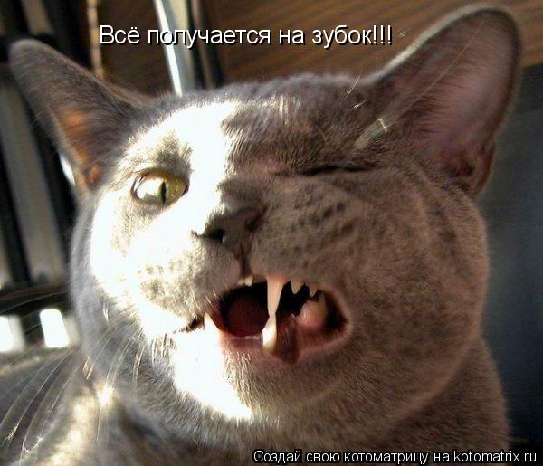 Котоматрица: Всё получается на зубок!!!