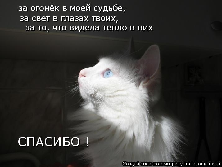 Котоматрица: за огонёк в моей судьбе, за свет в глазах твоих, СПАСИБО ! за то, что видела тепло в них