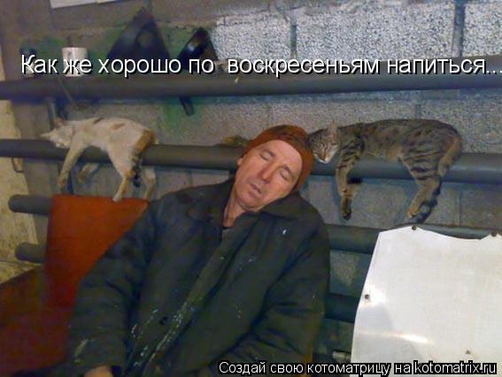 Котоматрица: Как же хорошо по  воскресеньям напиться...