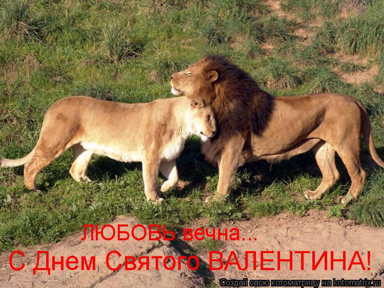 Котоматрица: С Днем Святого ВАЛЕНТИНА! ЛЮБОВЬ вечна...