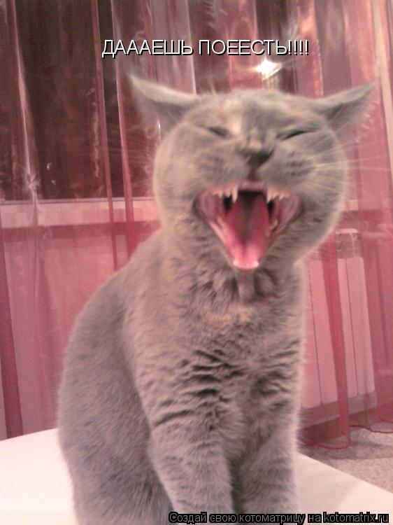 ДАААЕШЬ ПОЕЕСТЬ!!!!... Котоматрица: ДАААЕШЬ ПОЕЕСТЬ!!!!