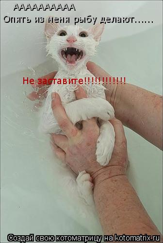 АААААААААА АААААААААА Опять из меня рыбу делают...... Не заставите!!!!!!!!!!!!... Котоматрица: АААААААААА АААААААААА Опять из меня рыбу делают...... Не заставите!!!!!!!!!!!!